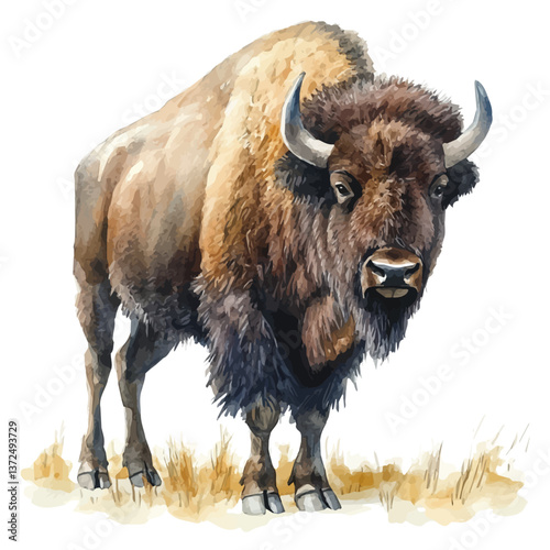A watercolor vector of a Bison, isolated on a white background. Bison vector.

