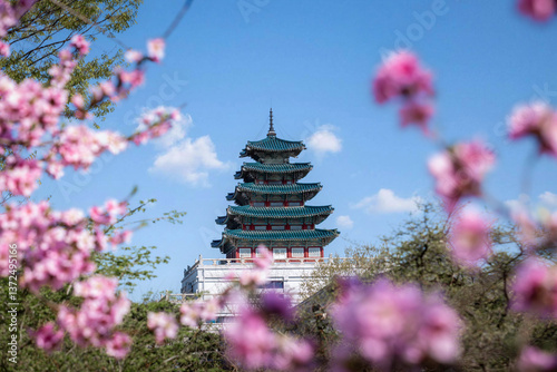 Gyeongbokgung palace with pink cherry blossom flower  in spring time in seoul city of korea, south korea.