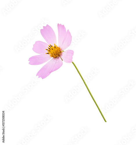 Pink cosmos flower isolated...