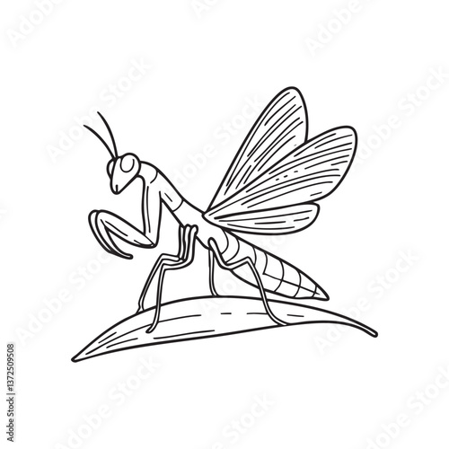 Praying mantis with wings spread in a defensive posture on a leaf