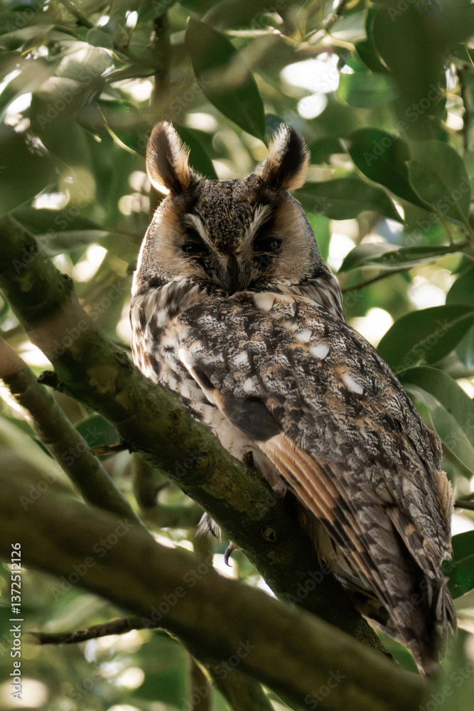 Fototapeta premium Long-eared owl (Asio otus) sitting in a tree.