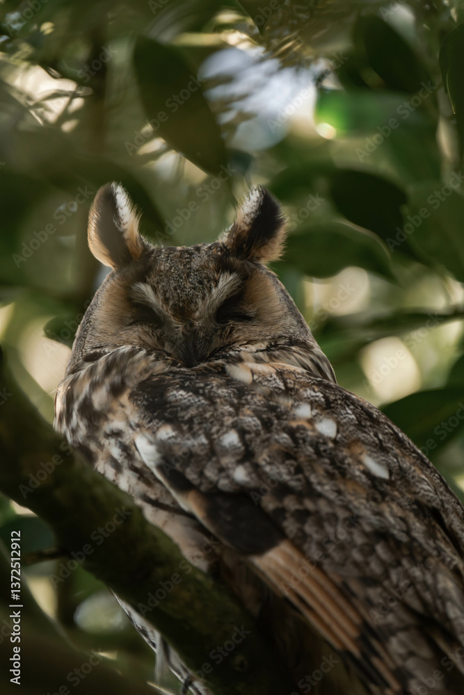 Obraz premium Long-eared owl (Asio otus) sitting in a tree.