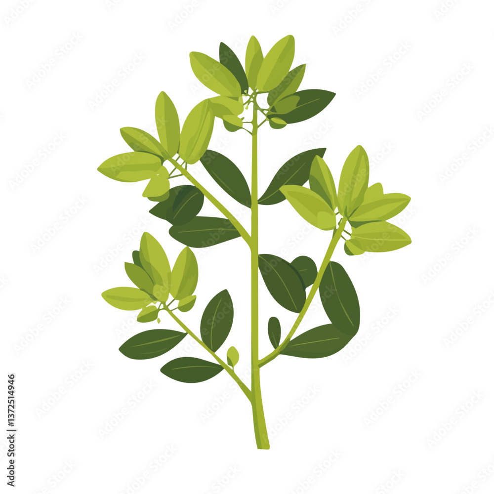 Flat vector euphorbia, minimalist design, isolated on a white background.
Flat vector euphorbia, minimalist design, isolated on a white background.