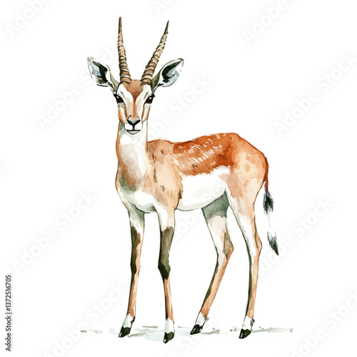 A watercolor vector of an Antelope, isolated on a white background. Antelope vector.

