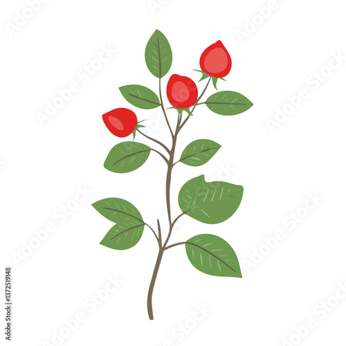 Flat vector rosehip, minimalist design, isolated on a white background.

