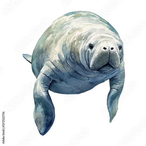 A watercolor vector of an Amazonian manatee, isolated on a white background. Amazonian manatee vector.

