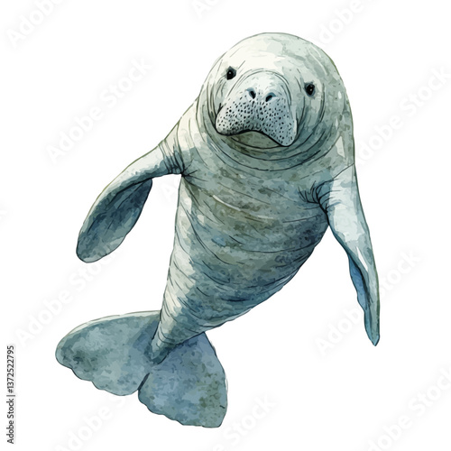 A watercolor vector of an Amazonian manatee, isolated on a white background. Amazonian manatee vector.

