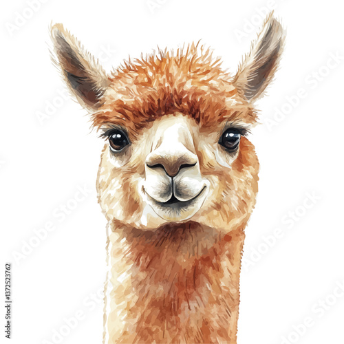 A watercolor vector of an alpaca, isolated on a white background. Alpaca vector.

