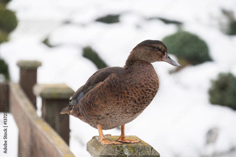 A brown duck perched gracefully on a wooden railing during winter with snow-covered ground and blurred green bushes in the background creating a peaceful and serene natural wildlife scene A brown duck perched gracefully on a wooden railing during winter with snow-covered ground and blurred green bushes in the background creating a peaceful and serene natural wildlife scene