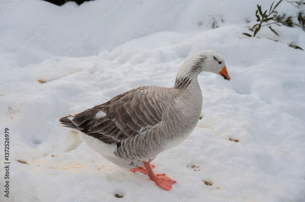 Graceful goose walking through a snowy landscape with soft white surroundings and delicate feather patterns highlighted against the cold backdrop of winter in a peaceful and serene natural environment Graceful goose walking through a snowy landscape with soft white surroundings and delicate feather patterns highlighted against the cold backdrop of winter in a peaceful and serene natural environment