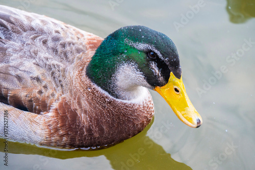A close-up view of a colorful male mallard duck gliding gracefully across calm water with detailed feathers in vibrant shades of green, brown, and white highlighted by natural light and water droplets