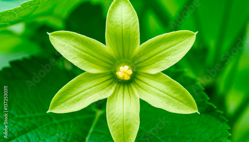 Cucumber plants are blooming