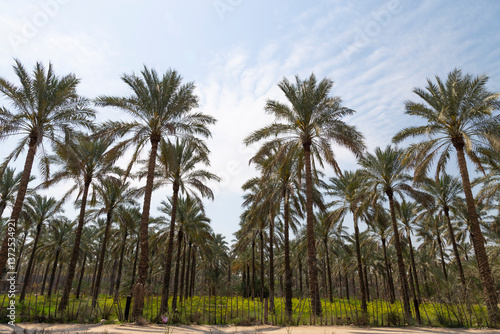 A scenic view of tall date palms under a bright sky, with lush green ground cover creating a peaceful oasis in the heart of a desert landscape.