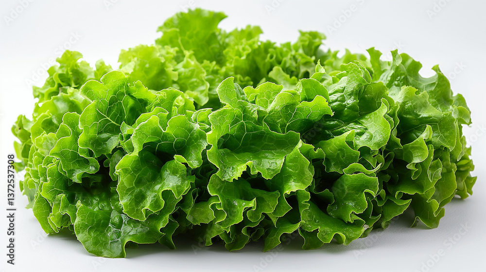Fresh Green Leaf Lettuce with Crisp Ruffled Edges Fresh Green Leaf Lettuce with Crisp Ruffled Edges