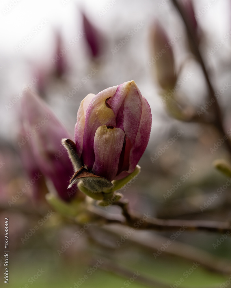 Fototapeta premium pink rose bud
