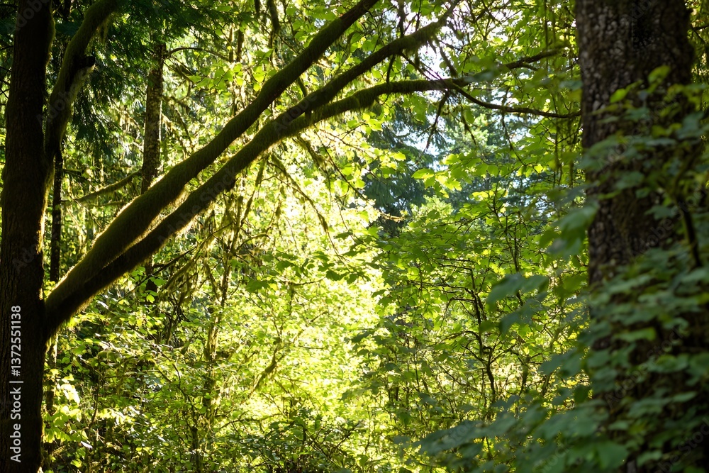 Obraz premium Sunlight filters through green, dense woodland canopy