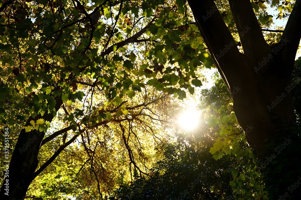 Fototapeta premium Sunlight filters through tree leaves, creating light and shadow patterns