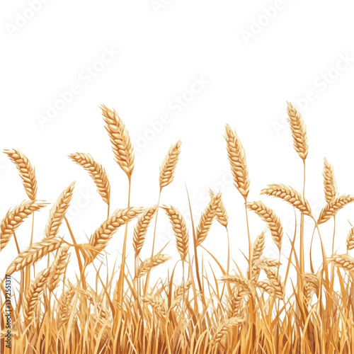 Flat vector wheat field, minimalist design, isolated on a white background.

