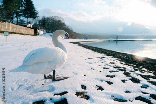 Fototapeta Naklejka Na Ścianę i Meble -  山中湖にいる美しい白鳥と富士山