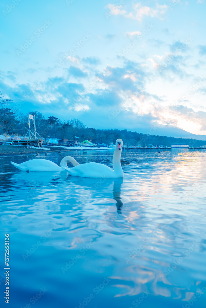 Obraz premium 山中湖にいる美しい白鳥と富士山