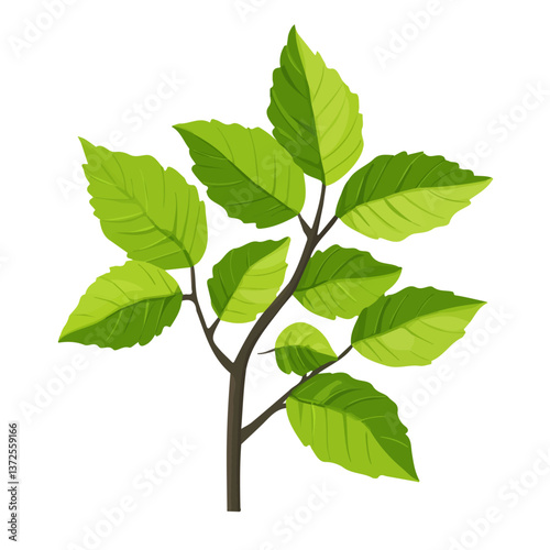 Flat vector slippery elm, minimalist design, isolated on a white background.

