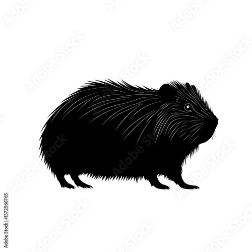 black guinea pig