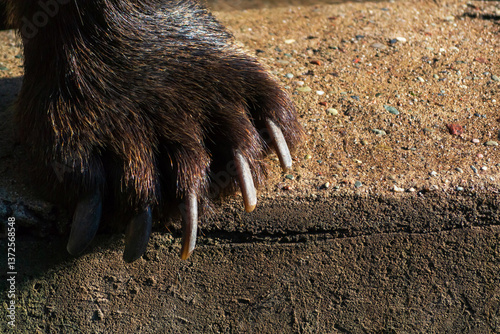 Close-up view of a bear paw resting on a textured surface in natural light during the day