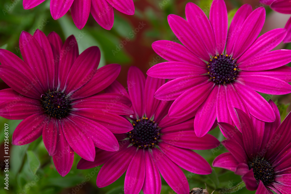A cape marguerite with purple colours. Beautiful flowers. Daisy flower. Dimorphotheca ecklonis.