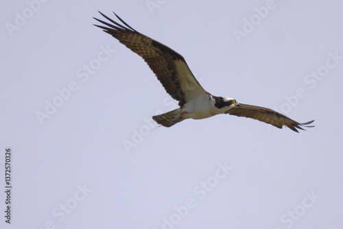 Osprey in flight against blue sky on sunny day. 