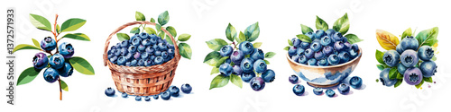 Watercolor set of blueberries, in bowl, basket, with leaves. Vector illustrations isolated on transparent background
