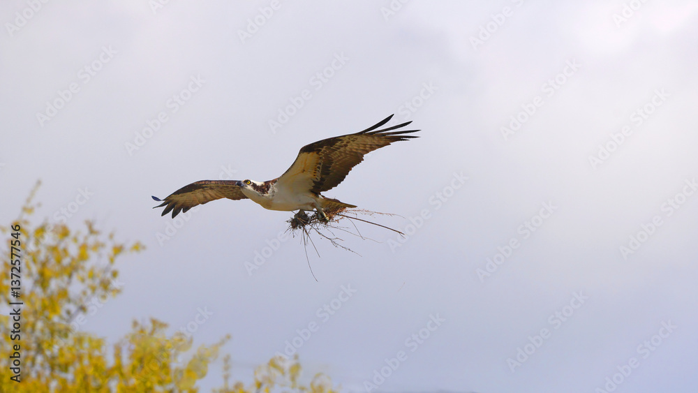 Obraz premium Osprey in flight carrying nesting material against blue sky. 