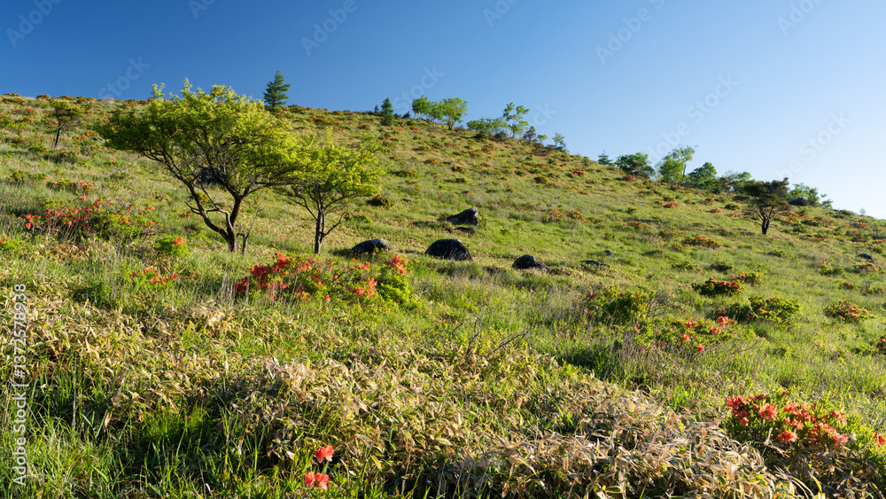custom made wallpaper toronto digital長野県諏訪市　車山高原のレンゲツツジ