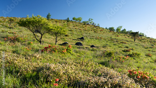 Wallpaper Mural 長野県諏訪市　車山高原のレンゲツツジ Torontodigital.ca