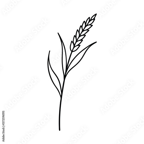 Simple Line Drawing Wheat Plant, Botanical vector art, Agriculture