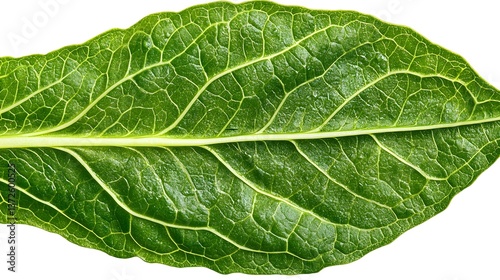 Harvesting fresh green leafy vegetables organic farm high-resolution image natural light aerial view healthy living