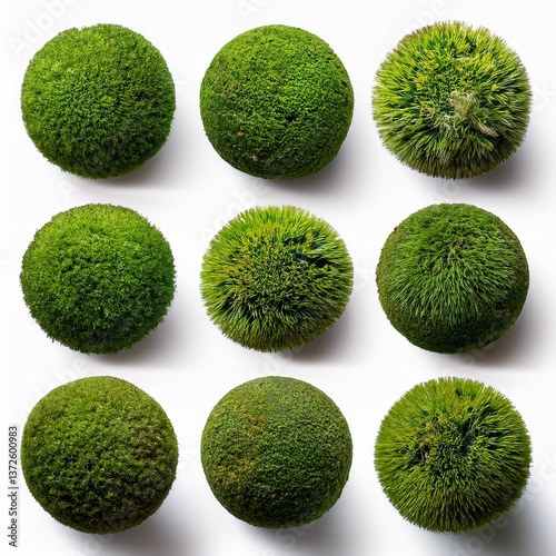 Wallpaper Mural Collection set of green moss balls isolated on  white background Torontodigital.ca