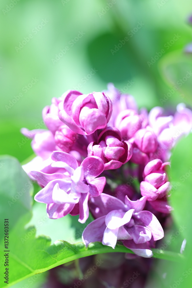 spring flowers in the garden, spring time, spring flowers, fresh flowers