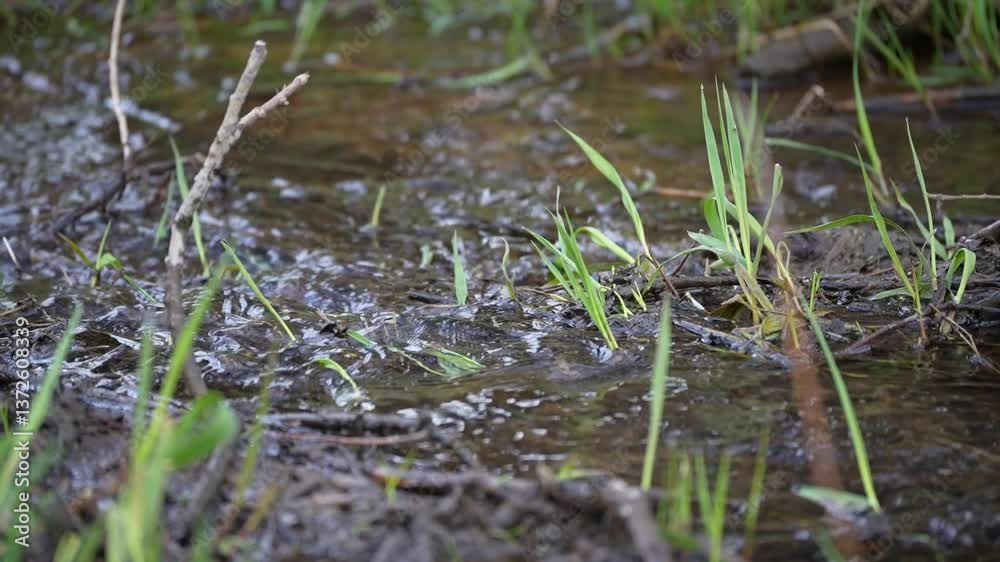 A muddy river with grass and weeds growing in it. The water is murky and brown. There are some branches and twigs floating in the water A muddy river with grass and weeds growing in it. The water is murky and brown. There are some branches and twigs floating in the water