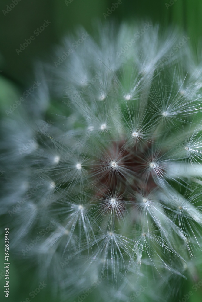 Fototapeta premium dandelion on black background