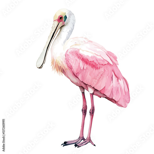A watercolor vector of a roseate spoonbill, isolated on a white background. Roseate spoonbill vector.

