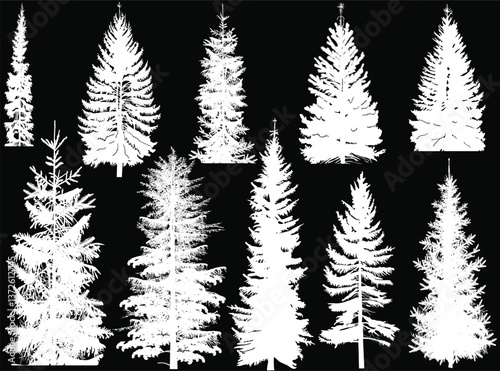 pine ten thin silhouettes isolated on black