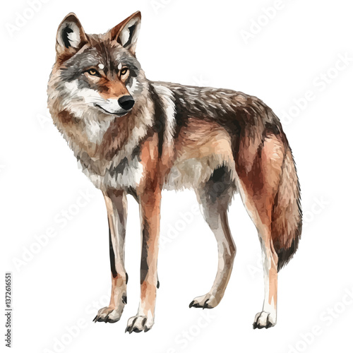 A watercolor vector of a red wolf, isolated on a white background. Red wolf vector.

