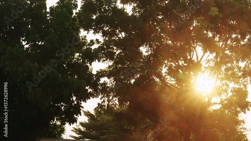 Warm golden sunlight shines through the dense foliage of tall trees, creating a serene and peaceful atmosphere. The natural light and lens flare add a dreamy, tranquil effect to the scene.