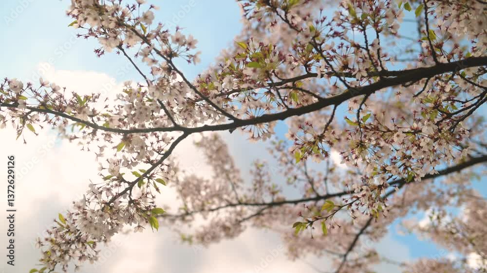 Beautiful sakura tree blossoming on spring. Beauty in nature. Tender cherry branches on sunny spring day outdoors. Slow motion close-up b-roll footage. Beautiful sakura tree blossoming on spring. Beauty in nature. Tender cherry branches on sunny spring day outdoors. Slow motion close-up b-roll footage.