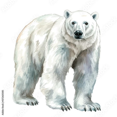 A watercolor vector of a polar bear, isolated on a white background. Polar bear vector.

