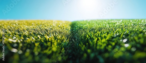 Serene dichotomy of vibrant green and golden grass under a clear blue sky in a tranquil field landscape contrasting colors and textures