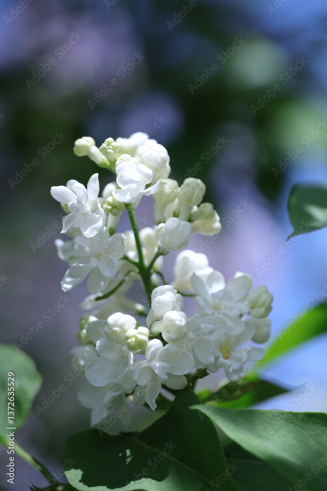 spring lilac flowers in the garden, spring time, spring flowers, fresh flowers spring lilac flowers in the garden, spring time, spring flowers, fresh flowers