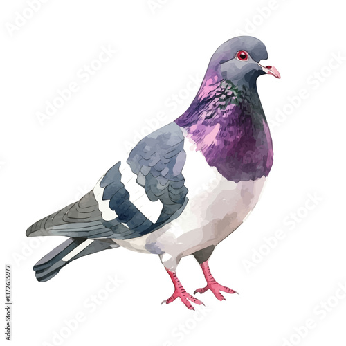 A watercolor vector of a pigeon, isolated on a white background. Pigeon vector.

