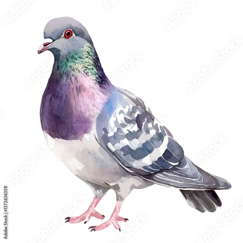A watercolor vector of a pigeon, isolated on a white background. Pigeon vector.

