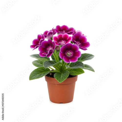 Gloxinia plant blooming with vibrant purple flowers in terracotta pot